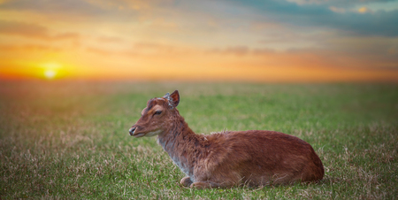 Group rutting red deer on the Veluwe, Netherlandsの写真素材