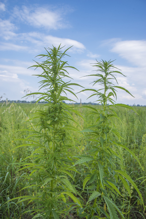 fields of industrial hemp in Estonia. Europeの写真素材