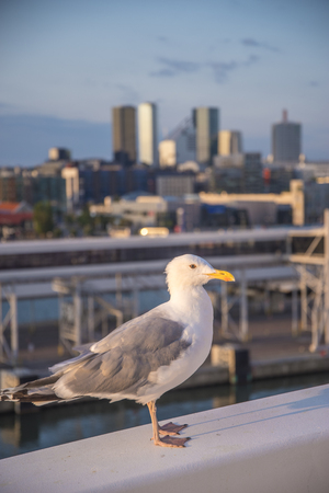 Seagull on a cruise liner in the background of Tallinnの写真素材