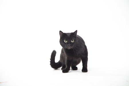 black cat on white backgroundの写真素材