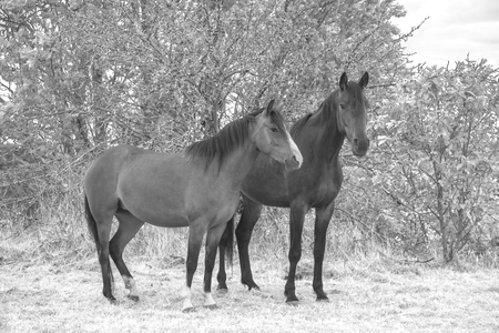 horses walk on the field near the forestの写真素材