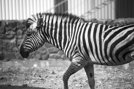 Zebra. black and white photographyの写真素材