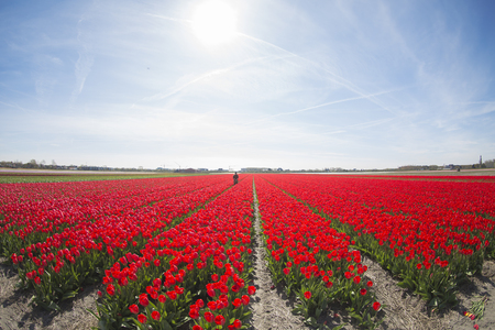field with red tulips in the netherlands.の写真素材