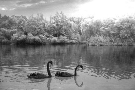 A black swan swims in a pond. China.の写真素材