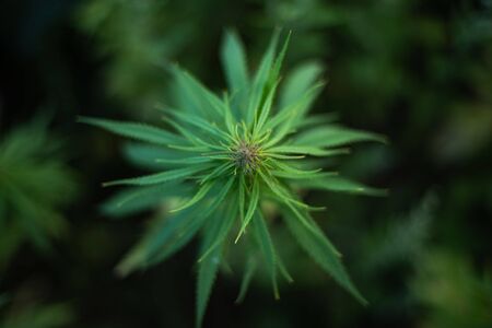 fields of industrial hemp in Estonia. Europeの写真素材