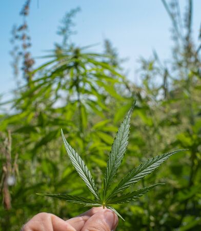 hand holding marijuana. Industrial hemp in Estonia.の写真素材