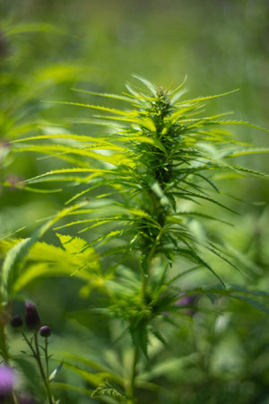 fields of industrial hemp in Estonia. Europe