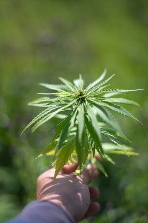 hand holding marijuana. Industrial hemp in Estonia.の写真素材