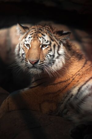 tiger lies in the shade. Dangerous animalsの写真素材
