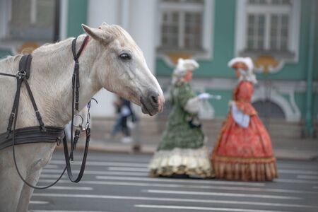 horse on the square in St. Petersburg. Against the background of the disguised Empressの写真素材