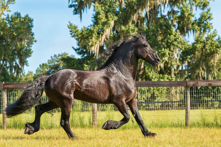 Frisian horse outside trotting running moving in a field paddock meadow pastureの写真素材