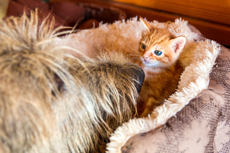 a small tiny orange kitten in a bed with blue eyesの写真素材