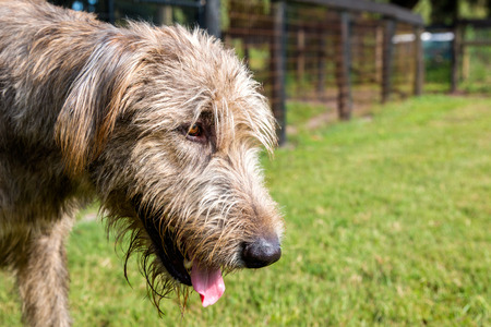 Grey brown Irish Wolfhound panting outside with shaggy hair and brown eyeの写真素材