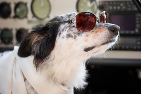 Border collie Australian shepherd mix dog sitting down with sunglasses in ariplane cockpit wearing white scarf looking smart cute cool chic ready for travelの写真素材