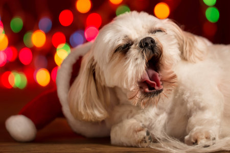 Shitzu dog wearing red santa hat with christmas lights bokeh in background yawning tired sleepy waiting staying up all night cute adorable small companion dogの写真素材