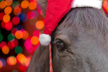 Macro closeup of a black horse head wearing santa hat and red halter isolated on black background to celebrate christmas holiday winter seasonの写真素材