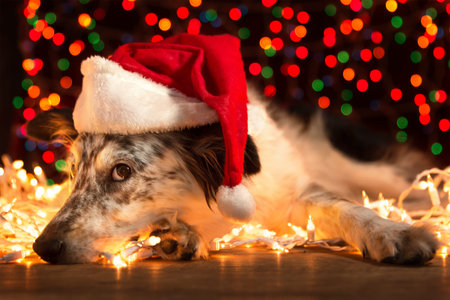 Border collie Australian shepherd mix dog lying down on white chirstmas lights with colorful bokeh sparkling lights in background looking hopeful wishful believing celebratory concerned doubtful guiltyの写真素材