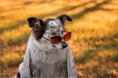 Border collie australian shepherd mix dog wearing sunglasses on tip of nose and scarf at sunset sunrise looking cool adorable doubtful fashionable stylish calm chicの写真素材