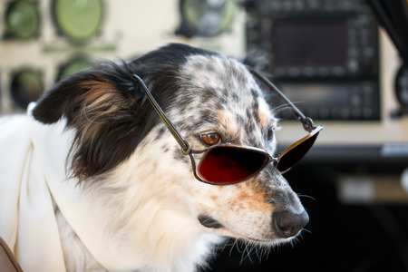Border collie Australian shepherd mix dog sitting down with sunglasses in ariplane cockpit wearing white scarf looking smart cute cool chic ready for travelの写真素材