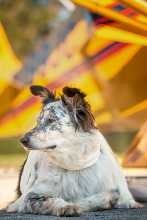 Border collie Australian shepherd mix dog lying down in front of yellow airplane on runway with scarf looking alert listening watching waiting patient worried interested focused readyの写真素材