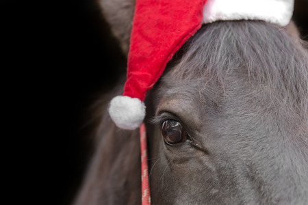 Macro closeup of a black horse head wearing santa hat and red halter isolated on black background to celebrate Christmas holiday winter seasonの写真素材