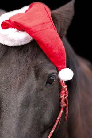Macro closeup of a black horse head wearing red santa hat and red halter isolated on black background to celebrate Christmas holiday winter season greetingの写真素材