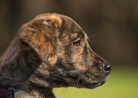 Small young brindle labrador mix breed puppy dog with bright brown eye looking watching observing outside in the sunlightの写真素材