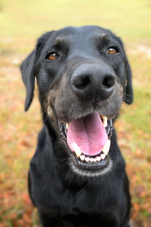 Black labrador retreiver greyhound mix dog sitting outside  watching waiting alert looking happy excited while panting smiling and staring at cameraの写真素材