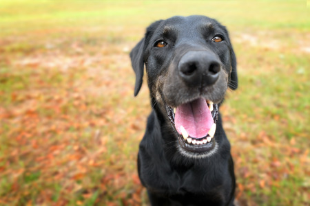 Black labrador retreiver greyhound mix dog sitting outside  watching waiting alert looking happy excited while panting smiling and staring at cameraの写真素材