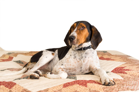 Treeing Walker Coonhound hound dog lying down on human bed with quilt looking tired lazy mischievous worn out exhausted comfortable relaxed stress-free pampered cozy melancholy lethargic sick unwell at homeの写真素材