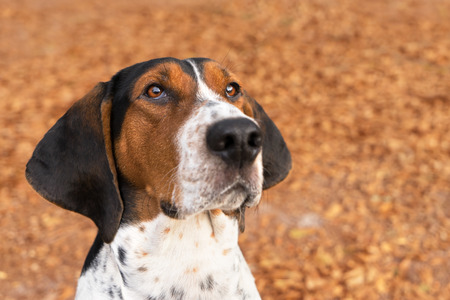 Treeing Walker Coonhound hound dog looking expectantly begging waiting watching staring sitting obediently with ears forwardの写真素材