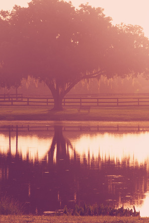 Silhouette of a lone tree and bench by lake pond water with reflection early at sunrise or sunset with   a retro vintage filter to feel inpsirational rural peaceful medatative relaxingの写真素材