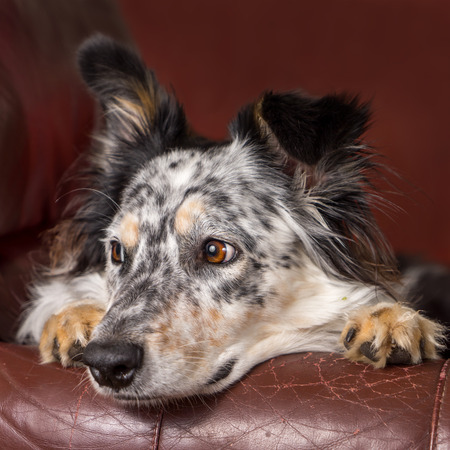Border collie/ Australian shepherd dog on brown leather couch armchair looking happy comfortable lounging on furniture waiting watching curious cute uncertain with paws next to faceの写真素材