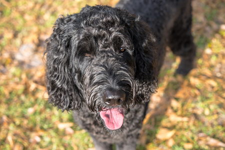 Black labradoodle labrador poodle dog pet standing outside watching waiting alert looking hot happy excited white panting smiling and staring at cameraの写真素材