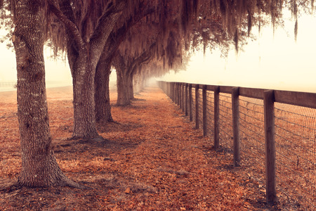 Tree lined fence next to a pasture field meadow open space in the rural country with spanish moss hanging down on a foggy misty morning looking peaceful serene relaxing solitary meditativeの写真素材