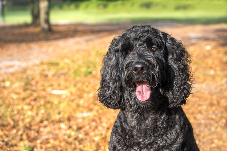 Black labradoodle labrador poodle dog pet sitting outside watching waiting alert looking hot happy excited white panting smiling and staring at cameraの写真素材