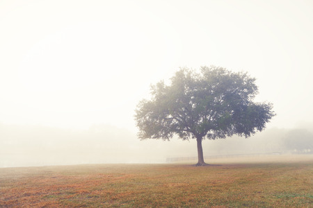 Lone tree in a field meadow pasture paddock farm ranch on a foggy morningの写真素材