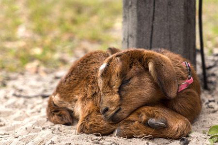 Little tiny newborn baby goat kid curled up and sleeping outside on a farm or ranch alone looking adorable cute fluffy peaceful exhausted unawareの写真素材