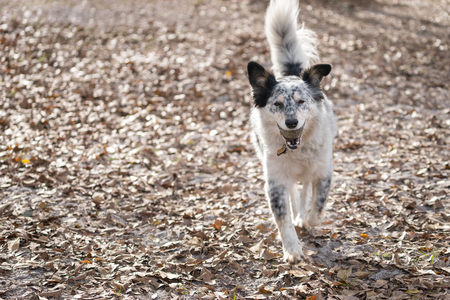 Border Collie Australian Shepherd mix dog canine pet outside playing fetch with tennis ball looking happy excited healthyの写真素材