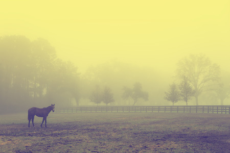 Lonely solitary horse equine in an open grassy field meadow pasture in the fog looking empty dismal depressing desolate bleak stark grim dramatic moody drab dim dullの写真素材