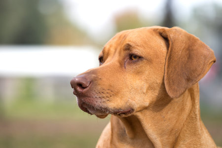 Rhodesian Ridgeback purebred domestic pet dog canine staring watching waiting looking focusing guarding with a serious thoughtful intelligent expressionの写真素材