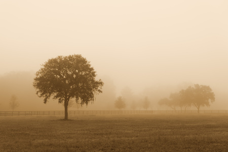 Lonely solitary tree in an open grassy field meadow pasture in the fog looking empty dismal depressing desolate bleak stark grim dramatic moody drab dim dull with sepia retro vintage filterの写真素材