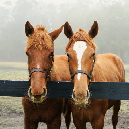 Two young yearling thoroughbred horses behind a fence in a field paddock meadow on a foggy day wearing halters looking alert curious rustic natural dirtyの写真素材