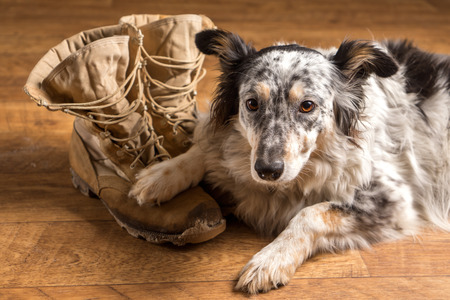 Border collie Australian shepherd dog canine pet lying on tan veteran military combat work construction boots looking sad grief stricken in mourning depressed abandoned alone emotional bereaved worried feeling heartbreakの写真素材