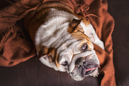 English Bulldog dog canine pet on brown leather couch under blanket looking sad bored lonely sick tired exhaustedの写真素材