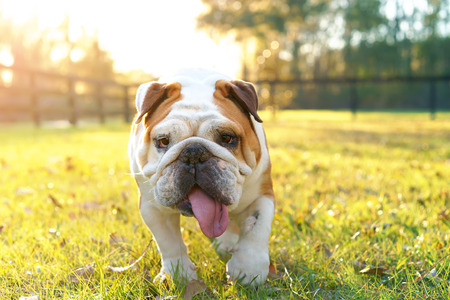Purebred English bulldog dog canine pet walking towards viewer getting exercise outside in yard grass fenced area looking happy fit hot determined focusedの写真素材