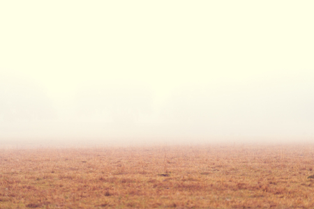Open grassy field meadow pasture in the fog looking empty dismal depressing desolate bleak stark grim dramatic moody drab dim dullの写真素材