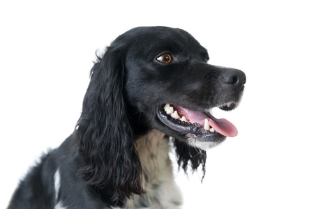 Close up of black and white purebred Brittany hunting dog canine pet isolated on white background with bright brown eyes panting and clean teethの写真素材