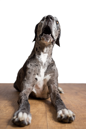 Great Dane grey harlequin merle giant dog canine pet with light brown eyes lying down isolated in front of white background looking alert shocked in awe weird expression funny with loose lip open mouth on wood floorの写真素材