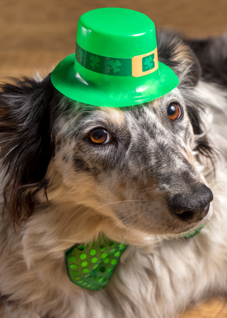 Border collie Australian shepherd dog canine pet wearing green Irish leprachaun saint patrick day hat costume while lying on wooden floor looking at camera in a mischievous guilty prankster wayの写真素材